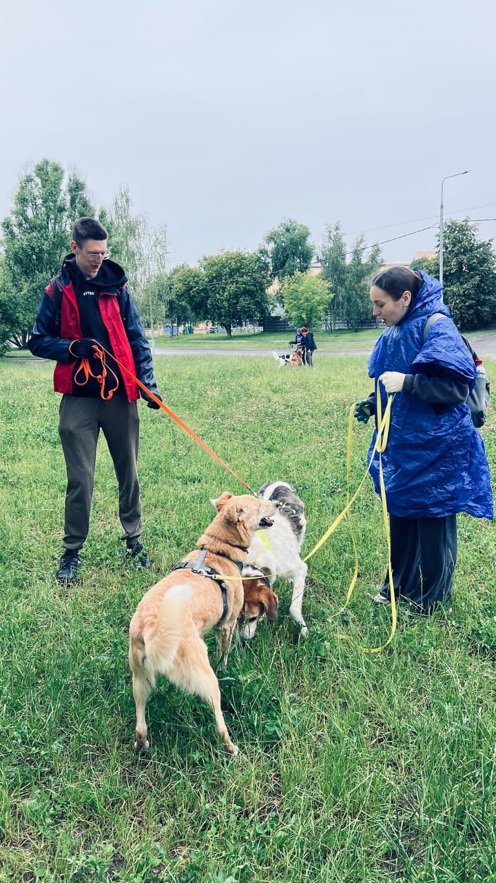 Для добрых дел не нужен повод Наши энергичные волонтеры приехали к питомцам приюта для собак в Бирюлёво. И как всегда — не с пустыми руками!