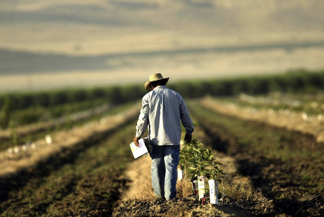 Ассоциация крестьянских (фермерских) хозяйств и сельскохозяйственных кооперативов (АККОР) обратилась к вице-премьеру Дмитрию Патрушеву с просьбой оказать…