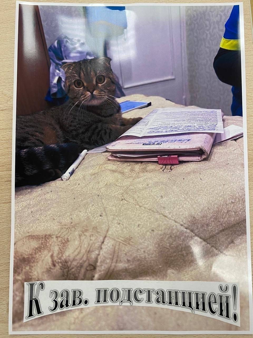 Пушистые антистрессы Воронежской станции скорой помощи