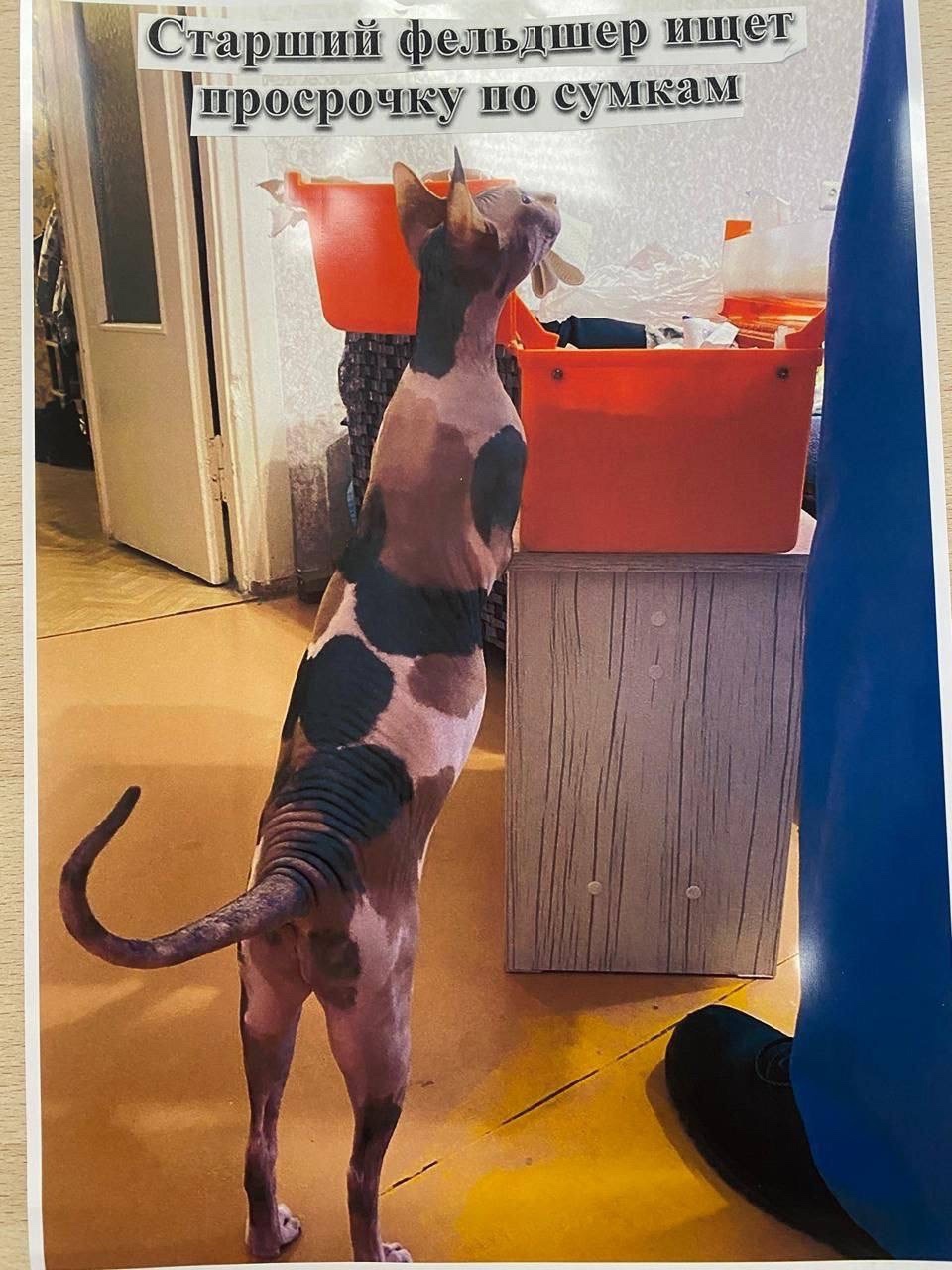 Пушистые антистрессы Воронежской станции скорой помощи