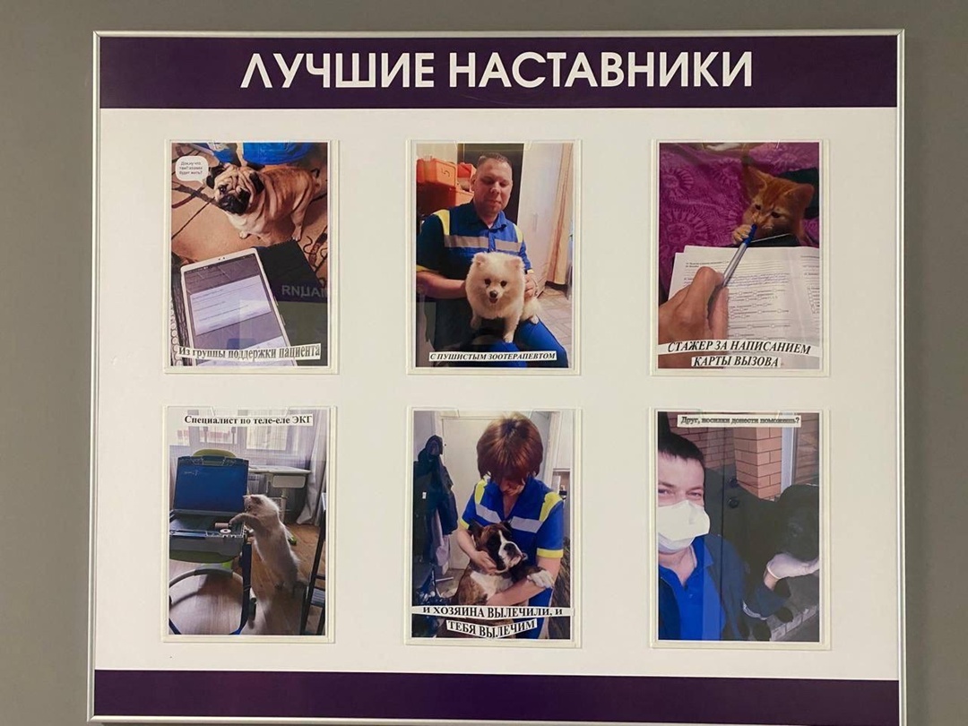 Пушистые антистрессы Воронежской станции скорой помощи
