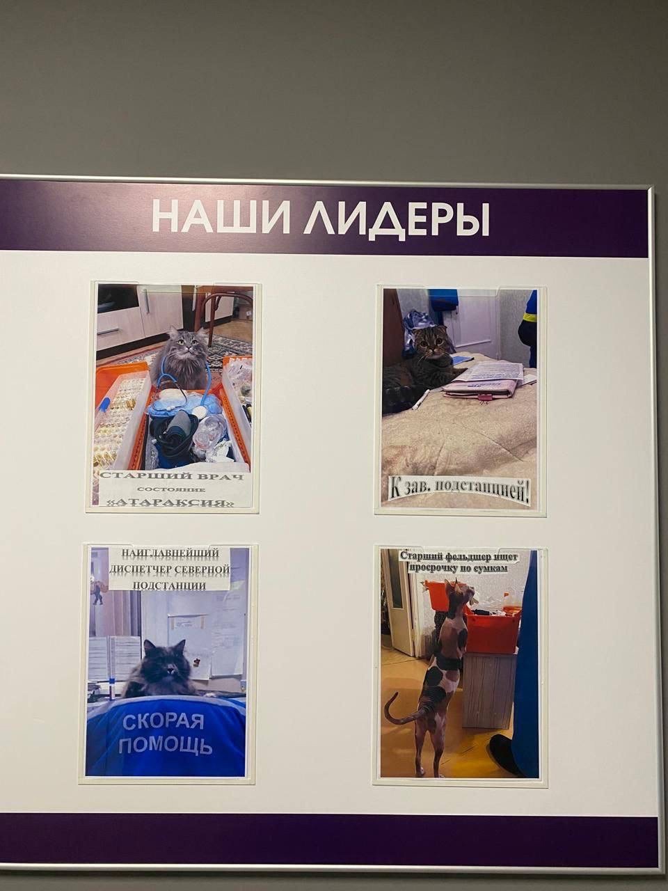 Пушистые антистрессы Воронежской станции скорой помощи