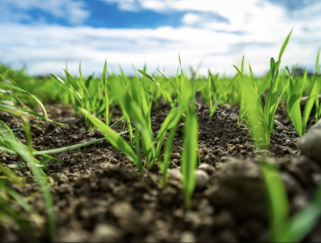 Краснодарский край с 1 марта 2026 года вводит административную ответственность для аграриев за снижение плодородия и нарушение норм севооборота, сообщила…