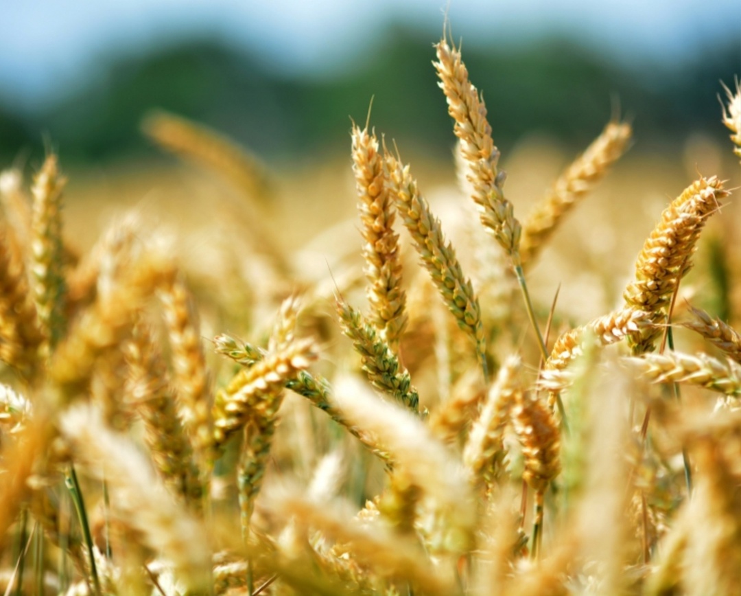 Цены спроса на российскую пшеницу с протеином 12,5% с поставкой в июле на прошлой неделе оставались на уровне $226/т FOB, сообщиланалитический центр…