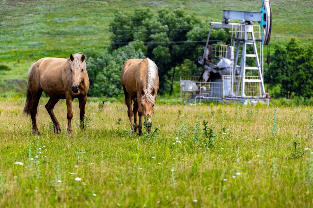 Что общего у нефтяной скважины-качалки и лошади татарской породы?