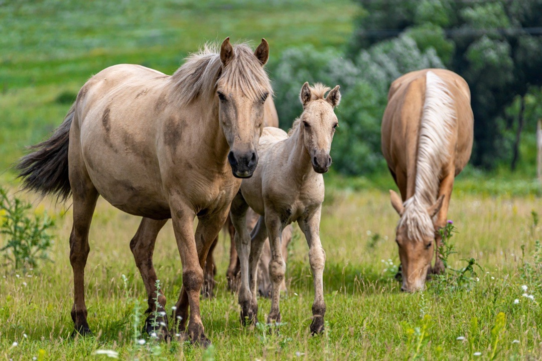 Что общего у нефтяной скважины-качалки и лошади татарской породы?