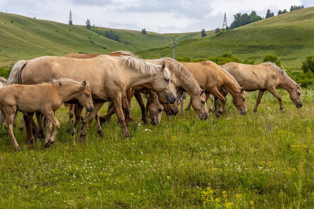 Что общего у нефтяной скважины-качалки и лошади татарской породы?