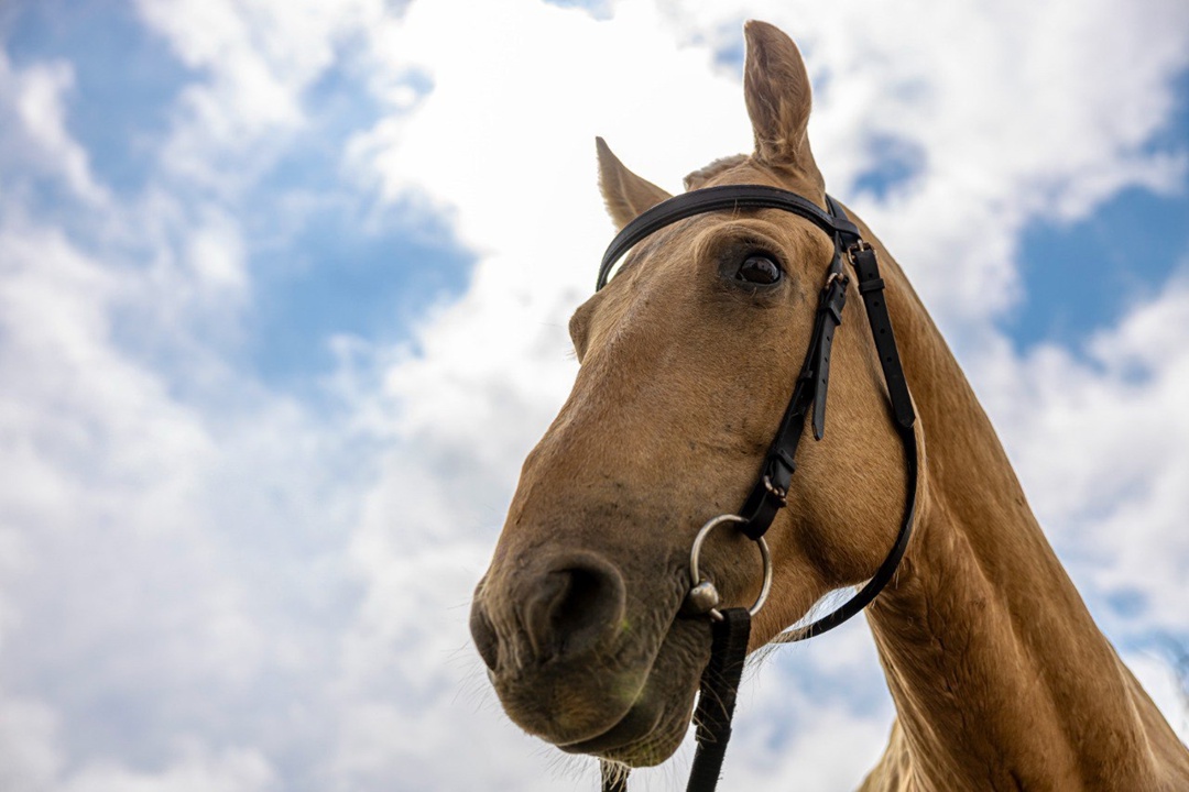 Что общего у нефтяной скважины-качалки и лошади татарской породы?
