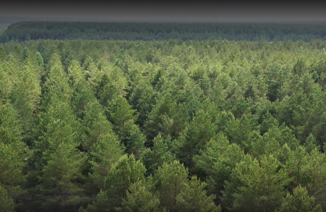 Рослесхоз: запас древесины в 2024 году вырос на 16 млн м3