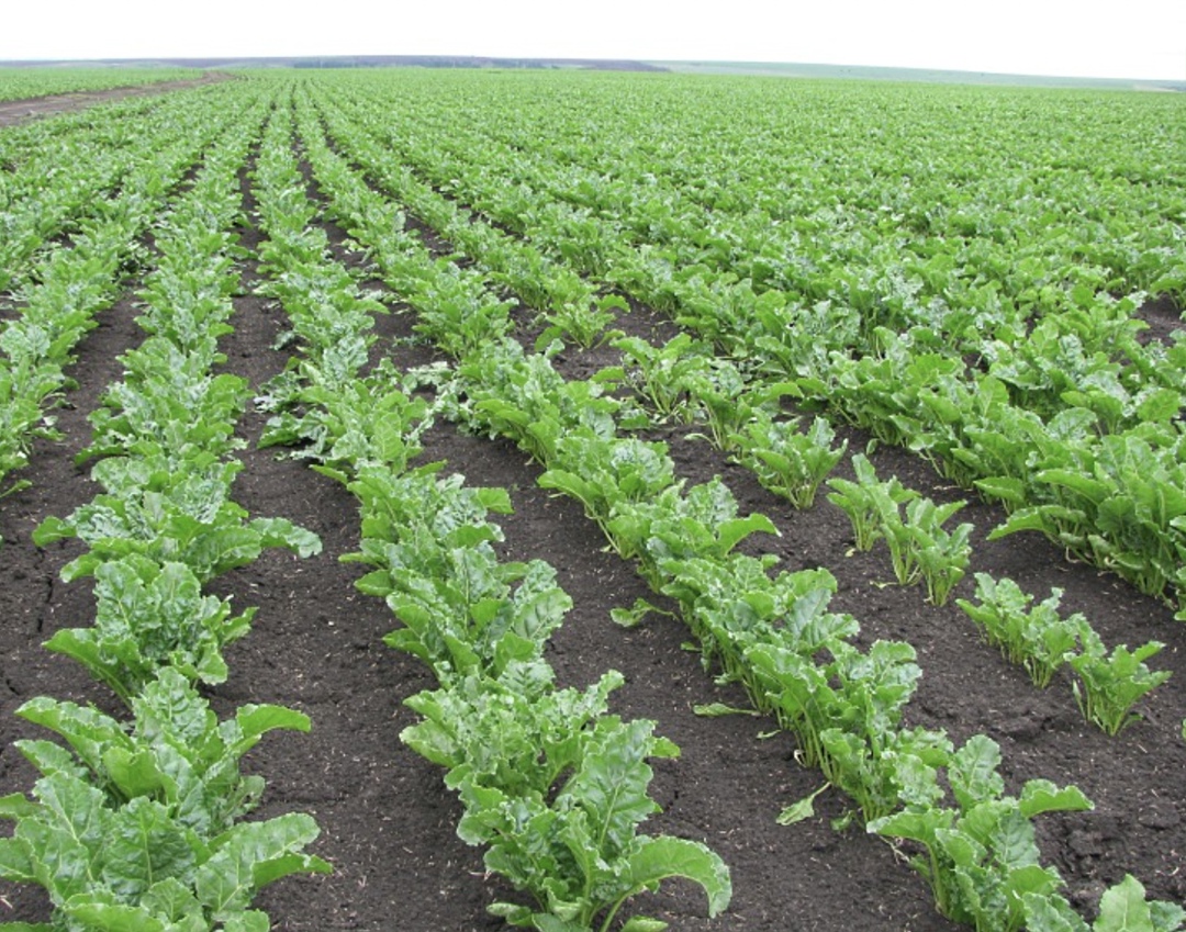 По оперативным данным Минсельхоза, предоставленным «Агроинвестору» Институтом конъюнктуры аграрного рынка (ИКАР), площади под сахарной свеклой в этом году…