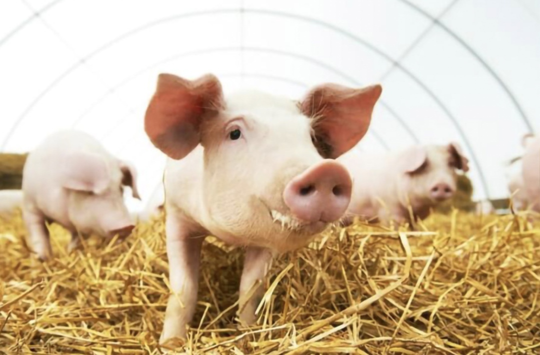 Целевой показатель, установленный Минсельхозом для свиноводства на 2030 год, - производство 7,19 млн т в живом весе (плюс 1,7 млн т относительно 2021 года) и…