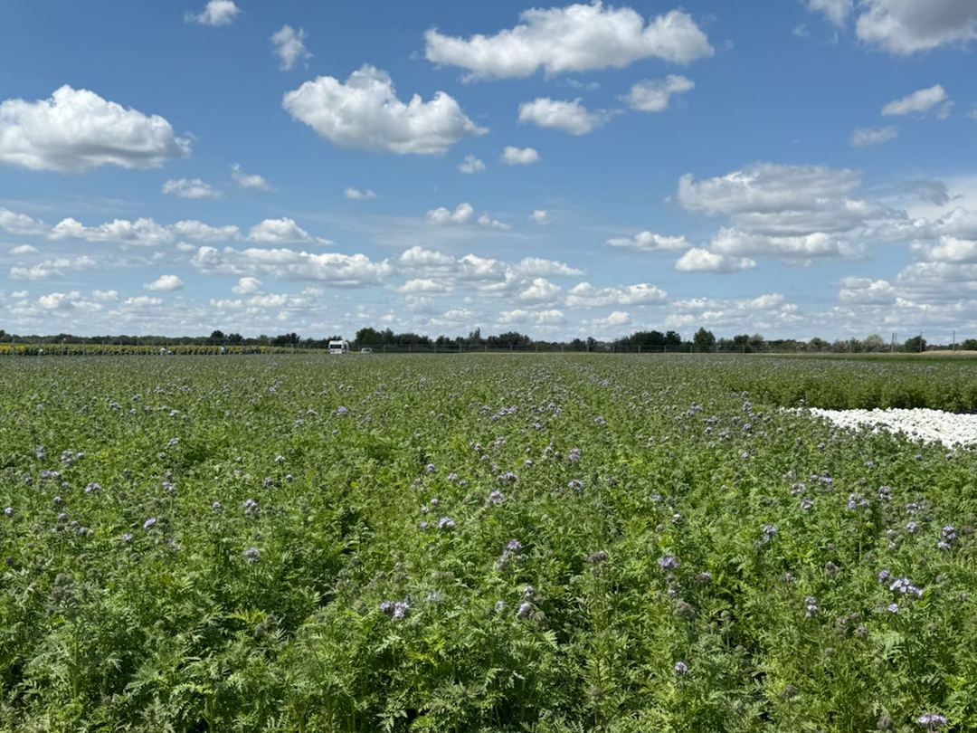 3 июля в Волгоградской области прошёл первый день «Всероссийского дня поля – 2025»