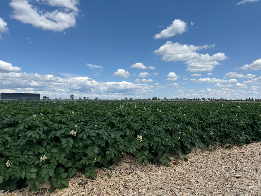 3 июля в Волгоградской области прошёл первый день «Всероссийского дня поля – 2025»