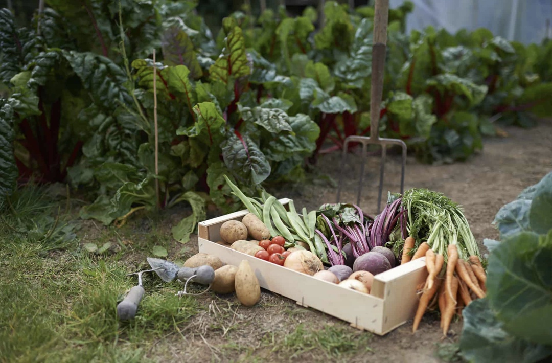 По данным Росстата, за период с 24 по 30 июня цены на плодоовощную продукцию в среднем снизились на 0,1%