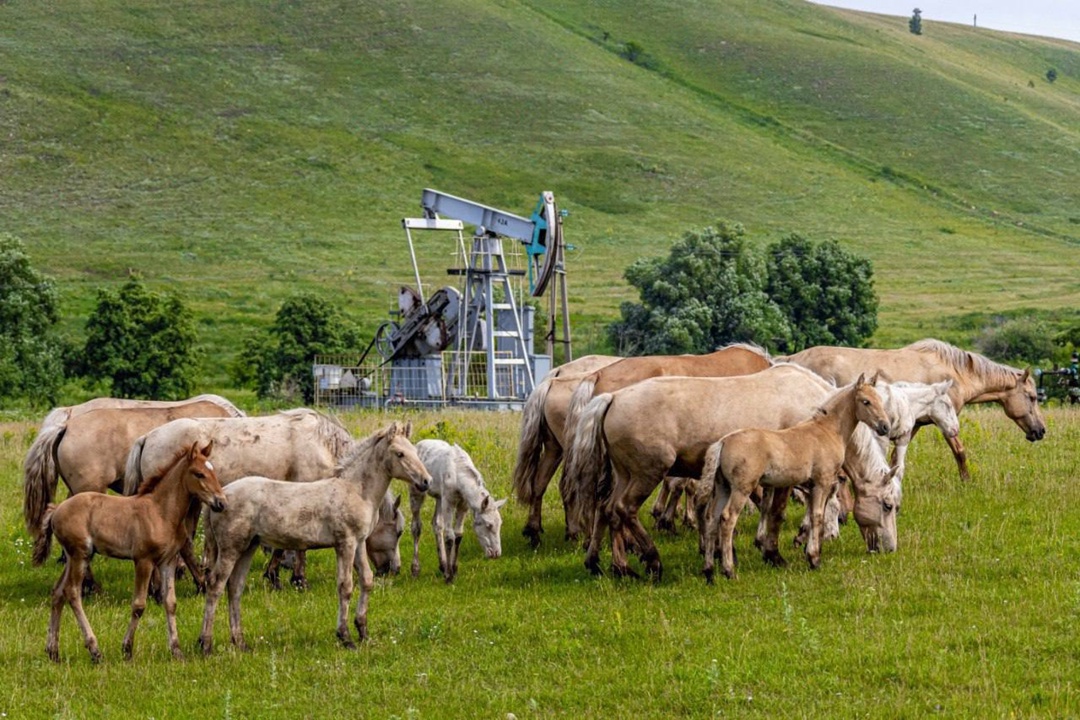 #ФотоНедели: Нефтедобыча в гармонии с природой