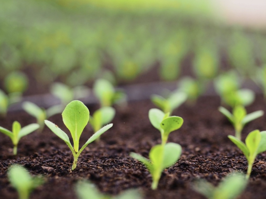 ФГИС «Семеноводство» необходима для обеспечения прозрачности рынка семян, рассказал председатель Совета Ассоциации «Национальный семенной альянс» Игорь Лобач…