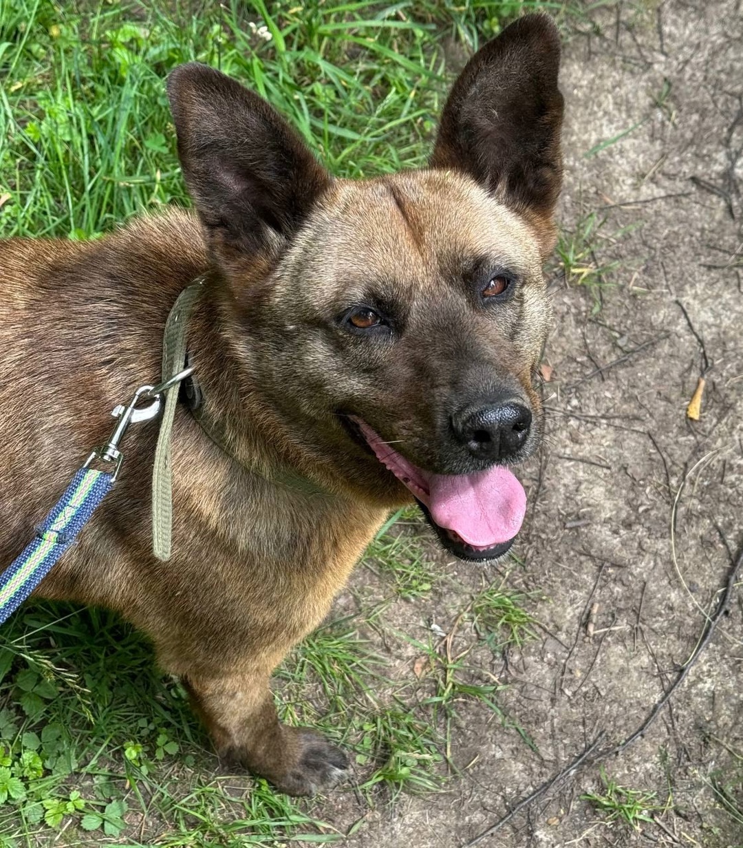 Есть безотказный способ перезагрузиться перед началом рабочей недели – навестить хвостиков в приюте!