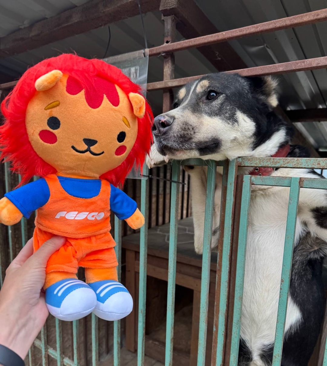 Есть безотказный способ перезагрузиться перед началом рабочей недели – навестить хвостиков в приюте!