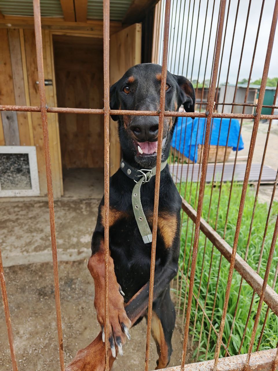 Есть безотказный способ перезагрузиться перед началом рабочей недели – навестить хвостиков в приюте!