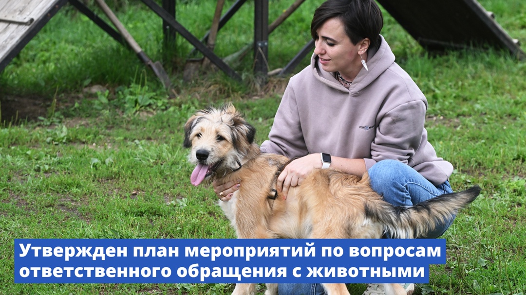 В России будет разработано несколько новых законов об ответственном обращении с животными