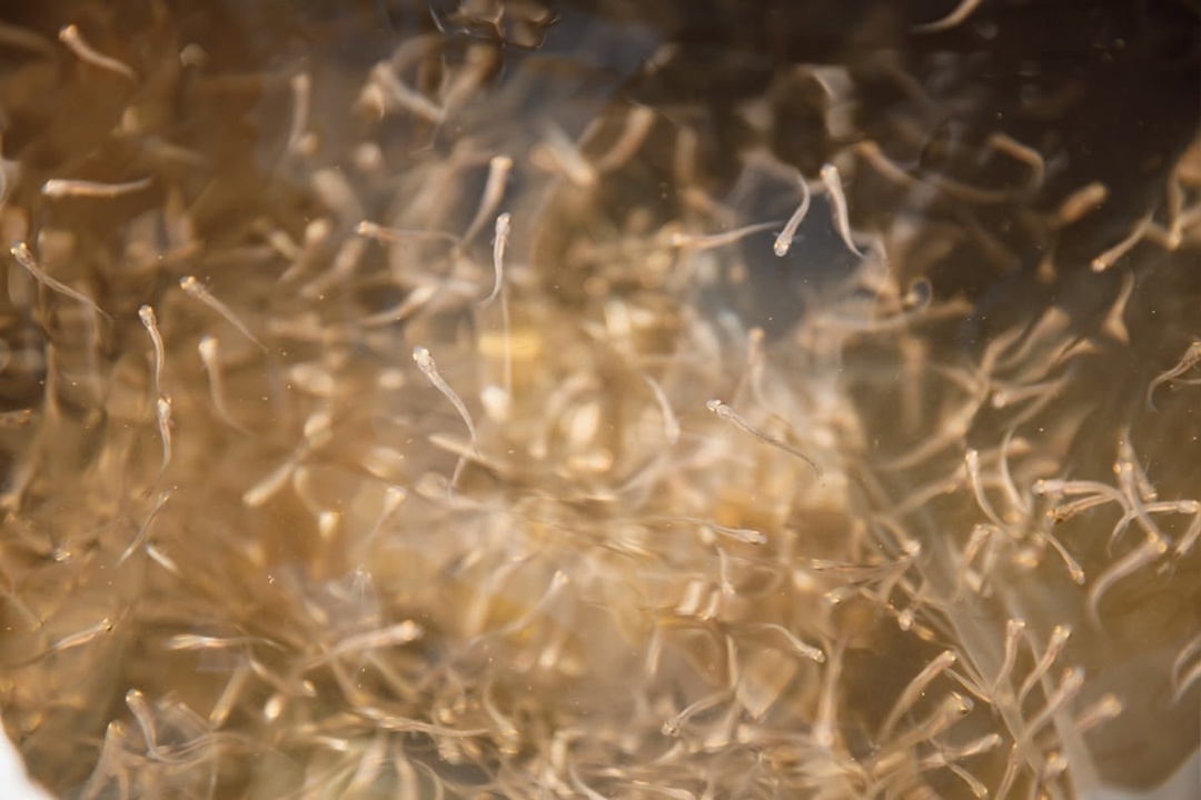 Выпустили около 70 тысяч мальков хариуса и тайменя!