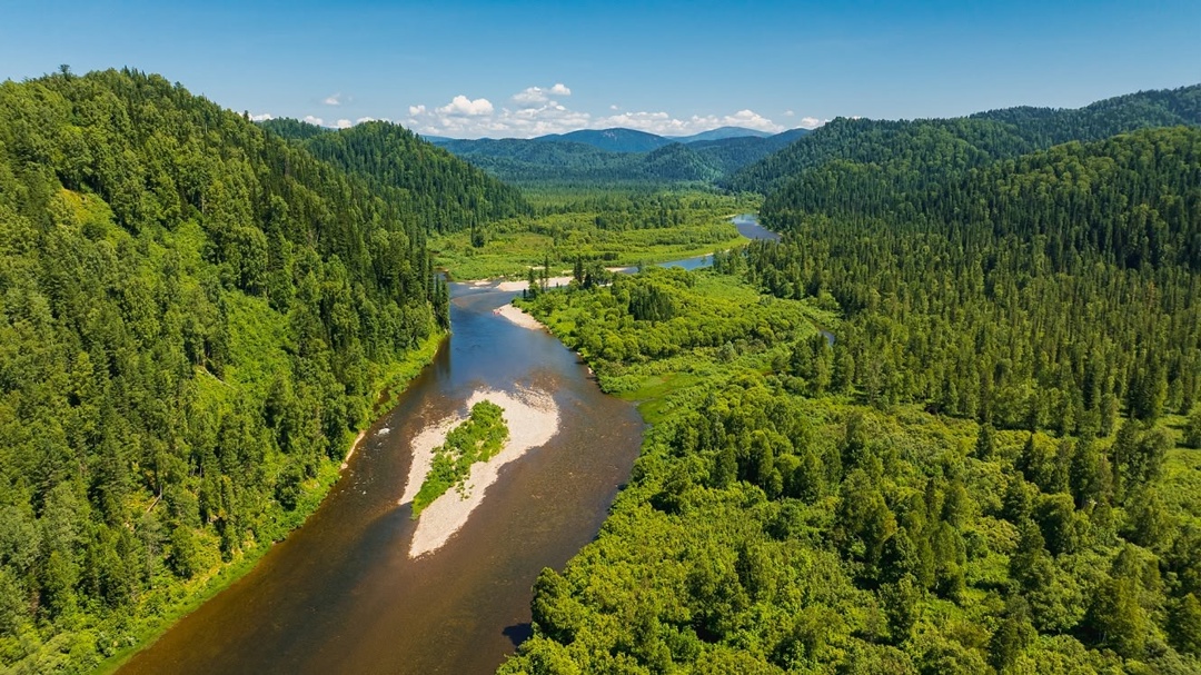 Выпустили около 70 тысяч мальков хариуса и тайменя!