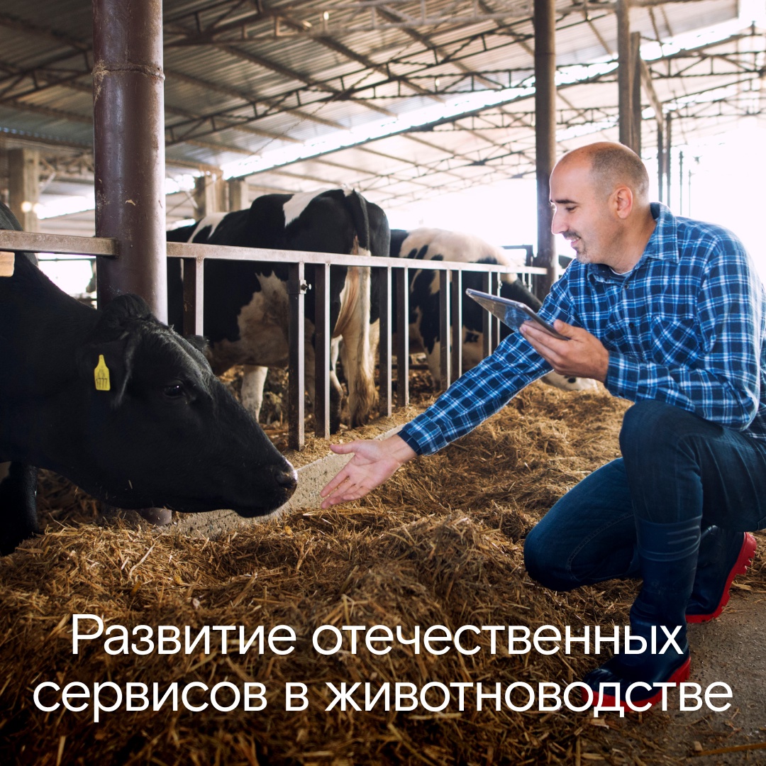 Новость компании. Животноводство без импорта: как строится отечественная цифровая селекция