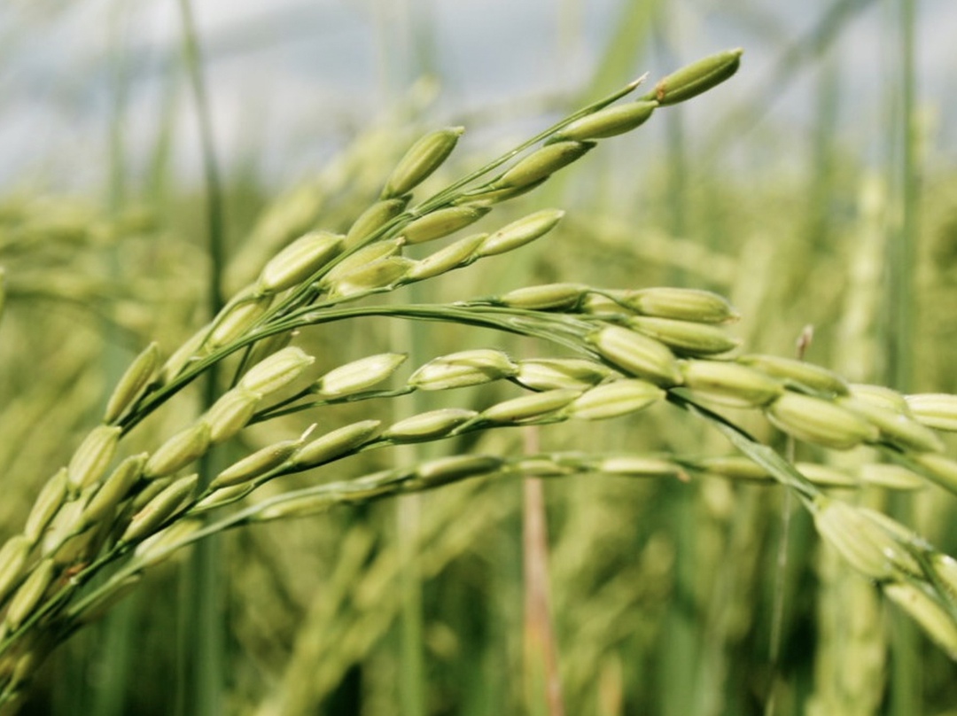 Экспортную квоту на рис могут увеличить, считает председатель Совета Ассоциации «Национальный семенной альянс» Игорь Лобач. Сейчас квота на вывоз рисовой крупы…