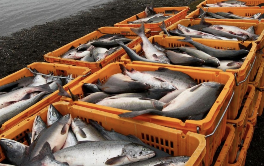 Россия с 2021 по 2024 годы увеличила экспорт рыбы в страны БРИКС в 1,5 раза, до $3,1 млрд, что составляет более половины общего российского вывоза рыбы,…