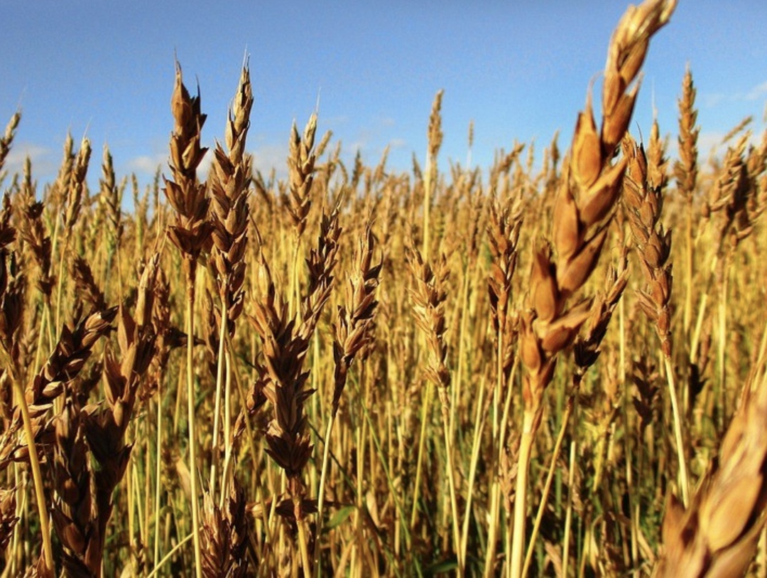 АО «Малоорловское» (структура агрохолдинга «Просторы») стало владельцем компании «Зерно Дон»