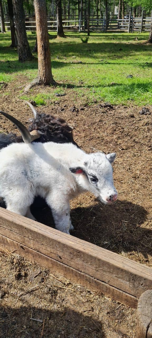В парке "Живые Алмазы Якутии", который поддерживает АЛРОСА, большие события!