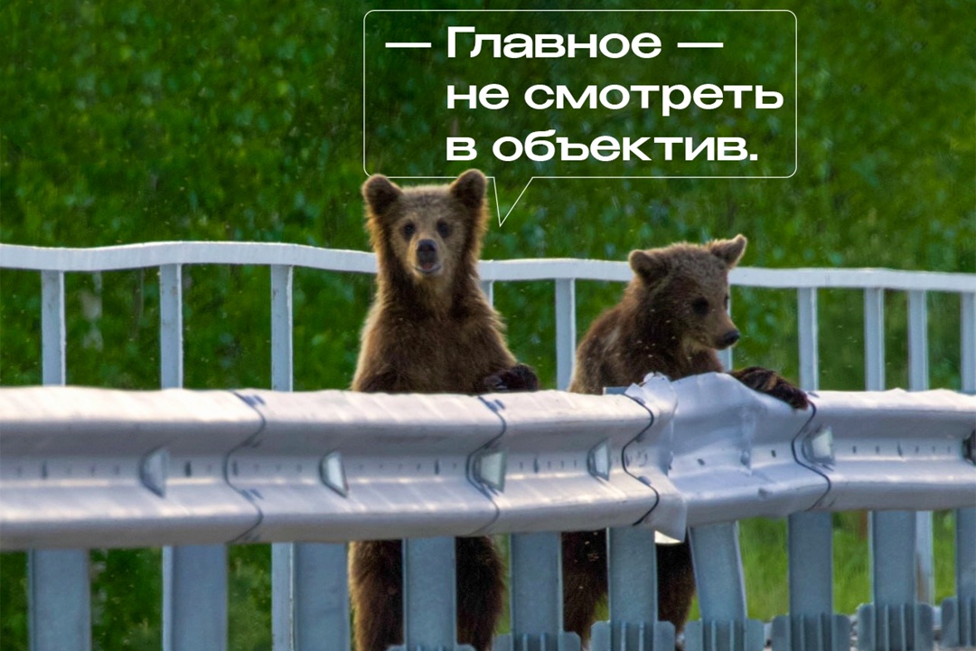 Мама и трое медвежат словно сошли с полотна Шишкина и отправились на прогулку в окрестностях Надыма. Держатся все вместе и дорогу переходят внимательно