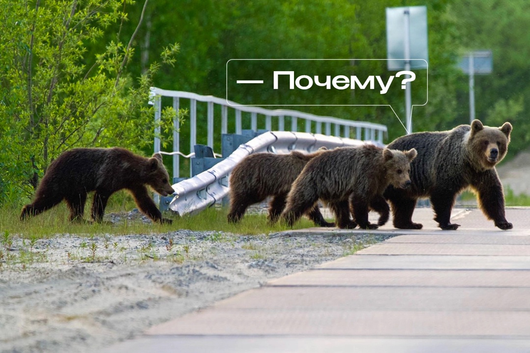 Мама и трое медвежат словно сошли с полотна Шишкина и отправились на прогулку в окрестностях Надыма. Держатся все вместе и дорогу переходят внимательно