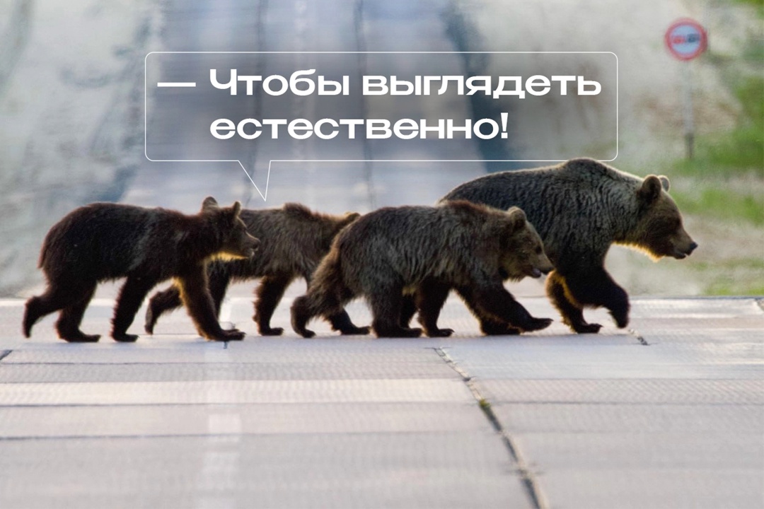 Мама и трое медвежат словно сошли с полотна Шишкина и отправились на прогулку в окрестностях Надыма. Держатся все вместе и дорогу переходят внимательно