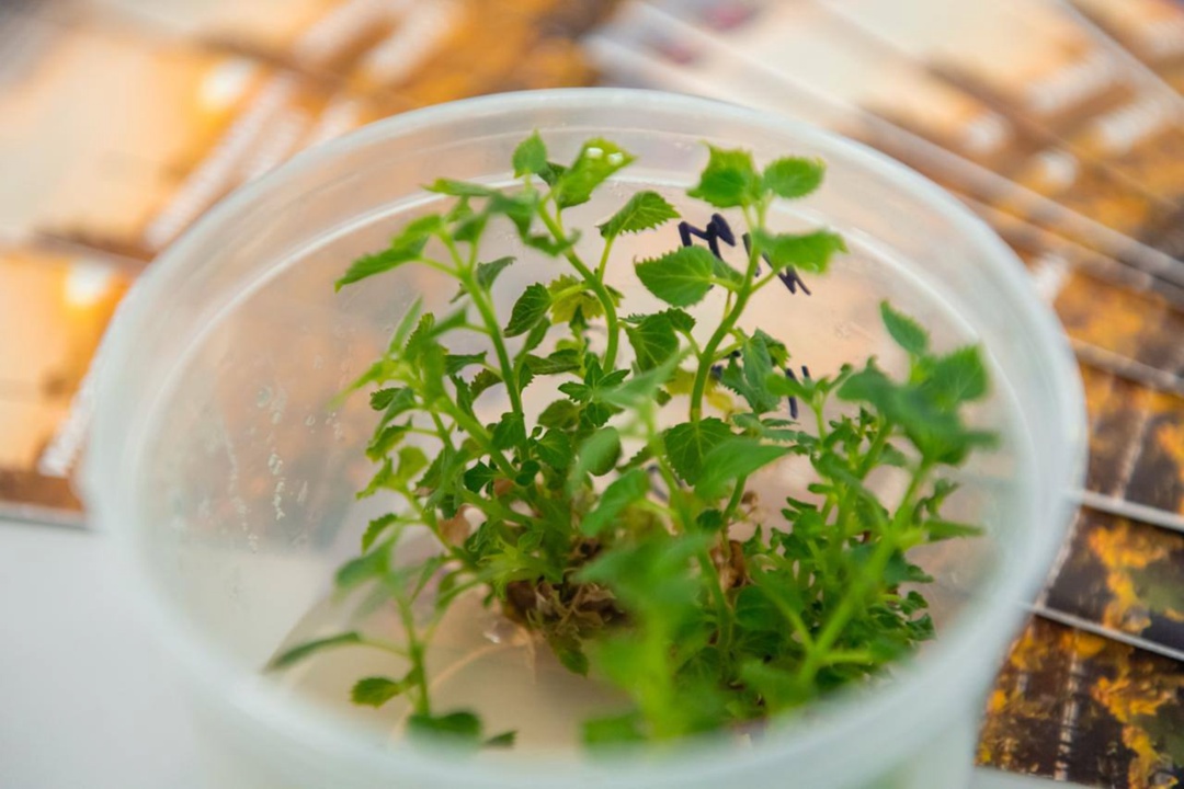 Глава Минобрнауки Валерий Фальков ознакомился со строящейся инфраструктурой крупнейшего вуза Крыма