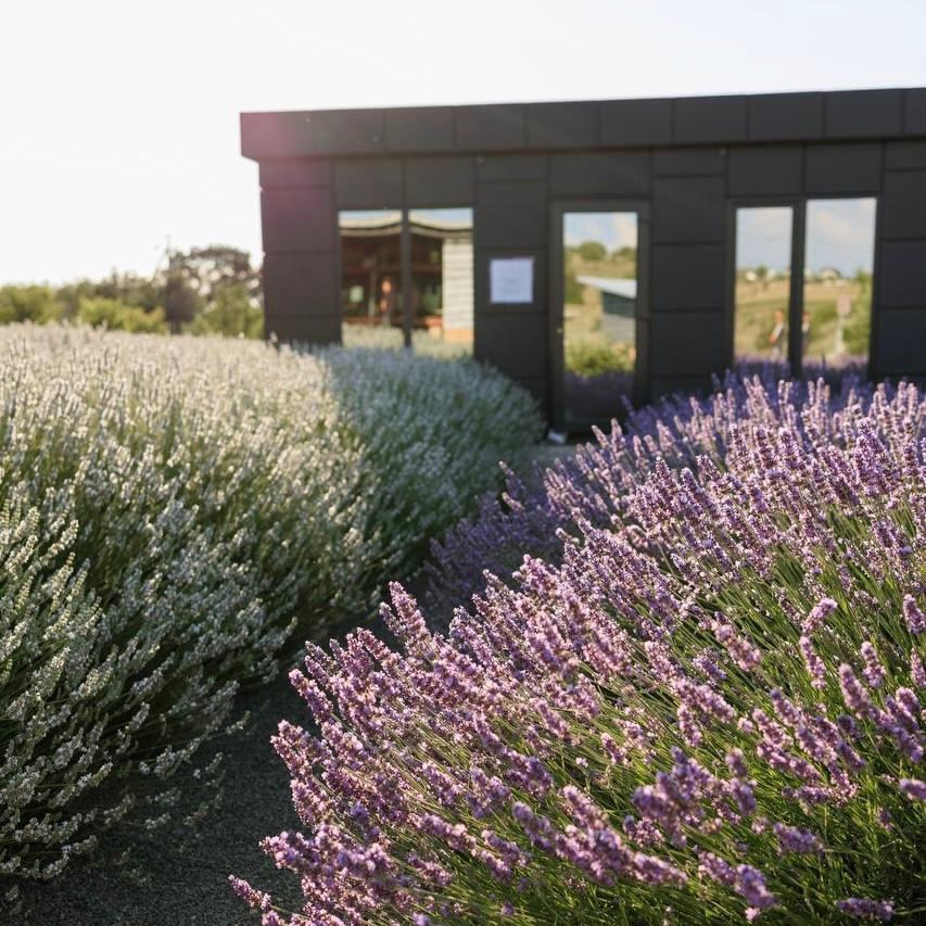 «Лавандовый фермер» – пример того, как искренняя любовь к своему делу превращается в смысл жизни