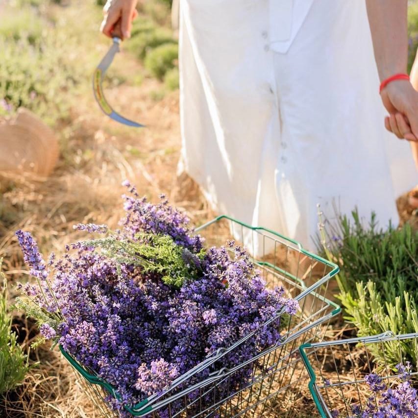 «Лавандовый фермер» – пример того, как искренняя любовь к своему делу превращается в смысл жизни