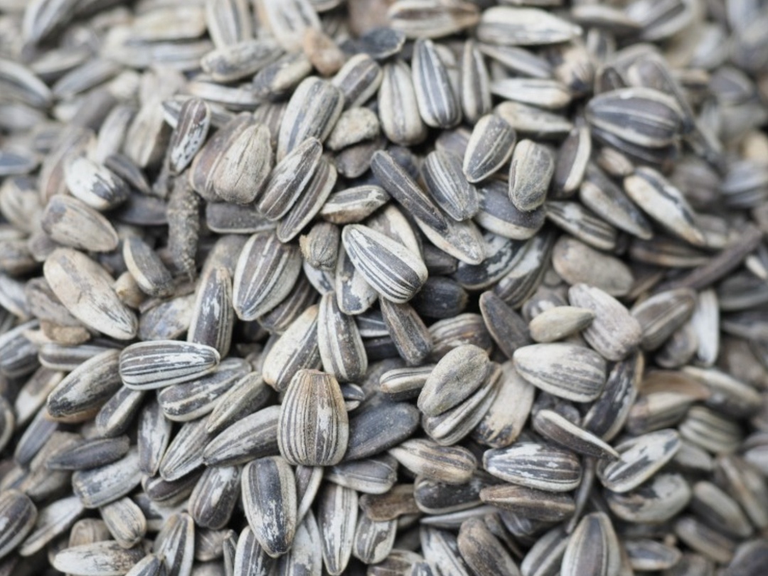 Доля отечественных семян подсолнечника для посевной 2025 года составила около 70%, хотя еще четыре года назад она была на уровне 22-25%, из которых только…