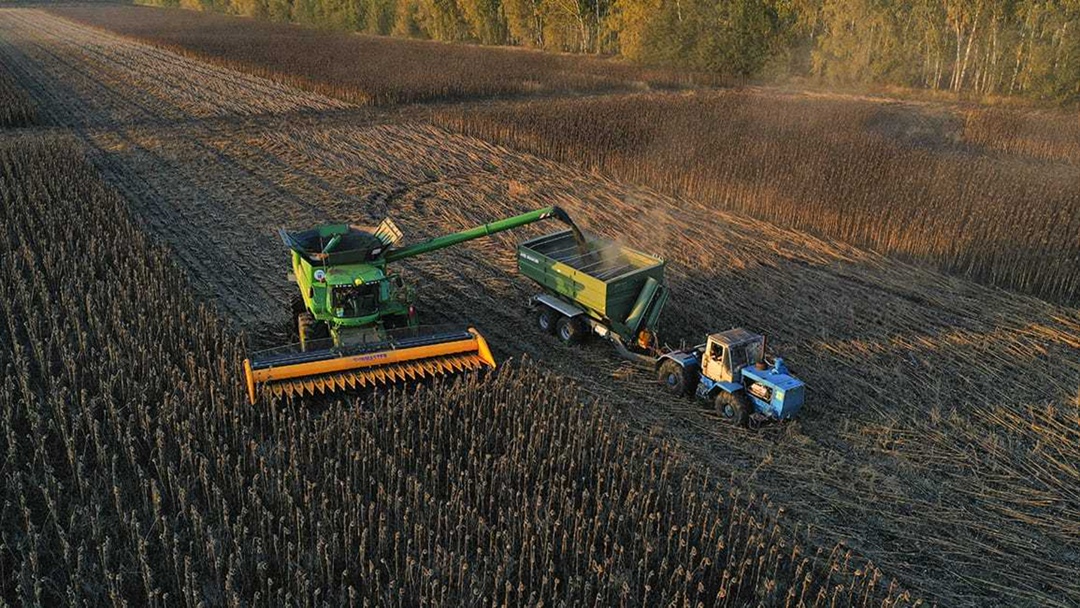 В 2025 году группа компаний «Тамбовагропромхимия» выделила 500 га сельхозугодий под выращивание гибридного подсолнечника на семена