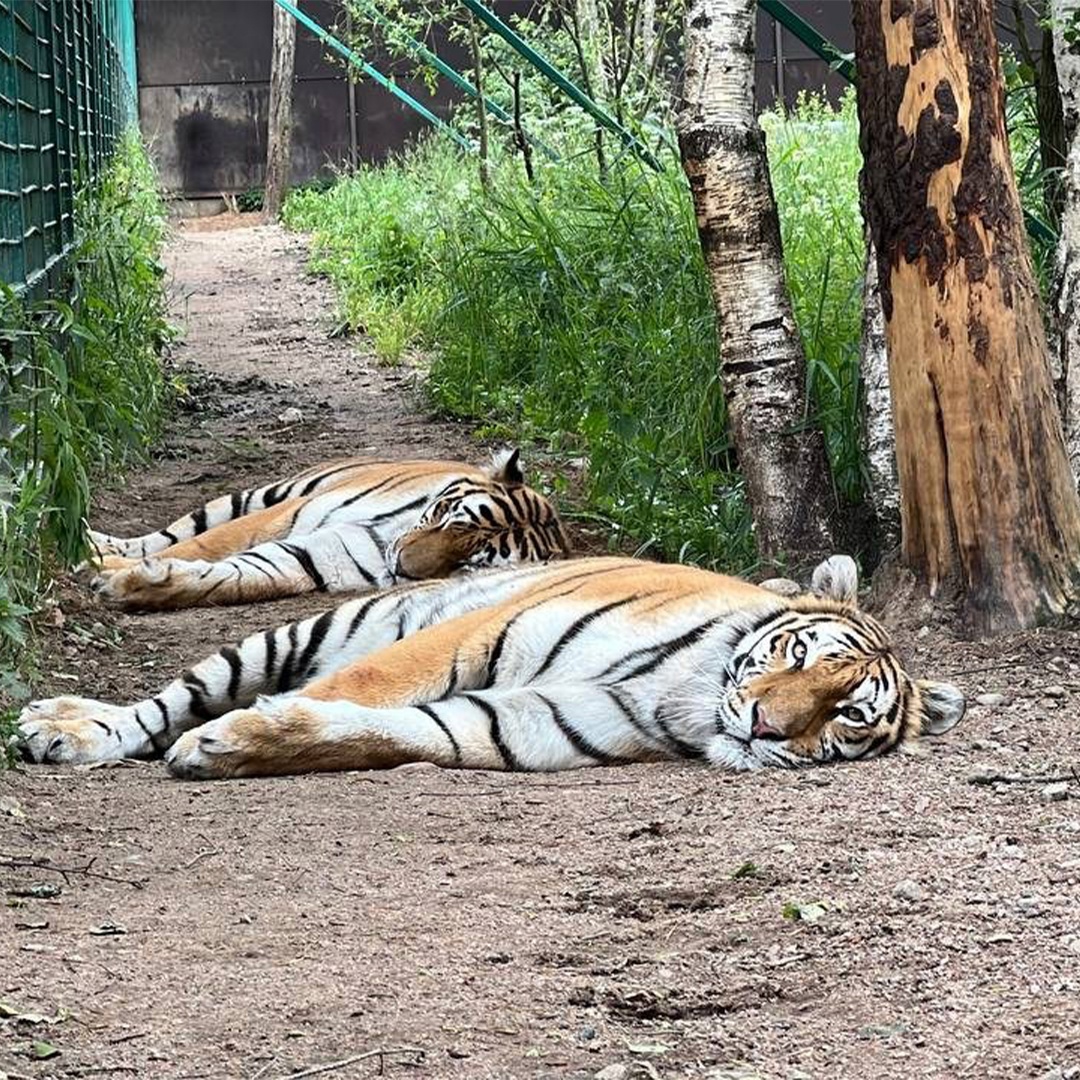В Ленинградской области газифицировали единственный в России приют для тигров.