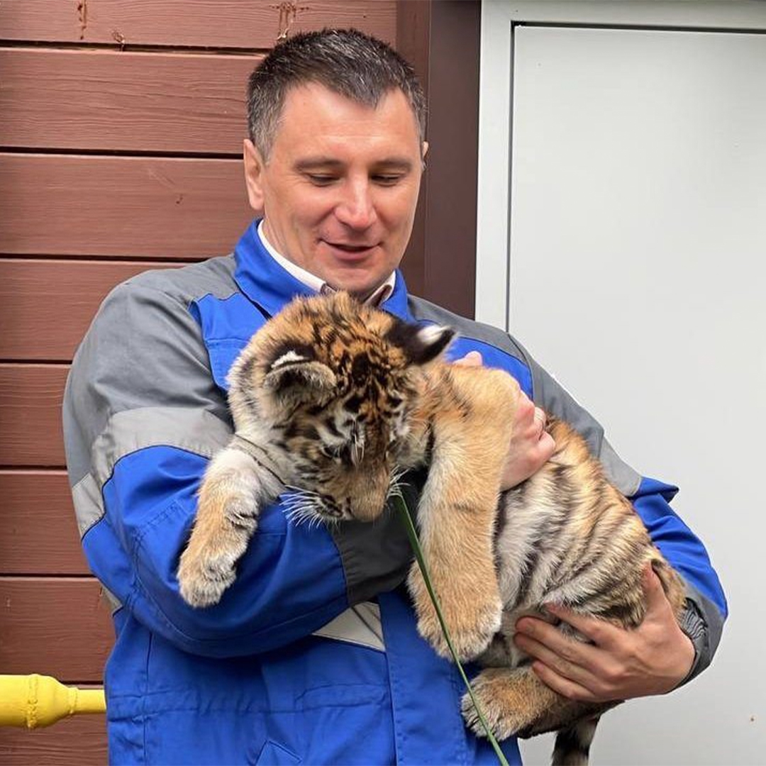 В Ленинградской области газифицировали единственный в России приют для тигров.