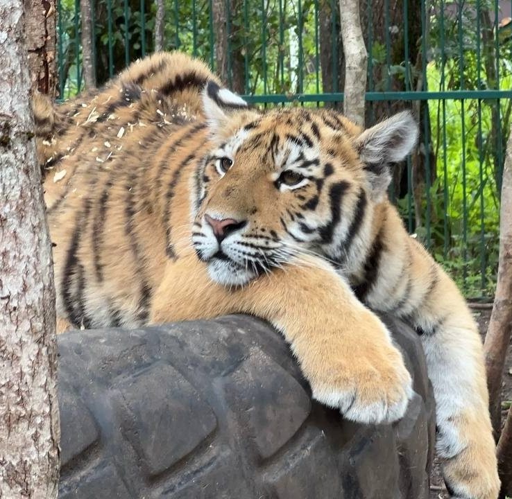 В Ленинградской области газифицировали единственный в России приют для тигров.