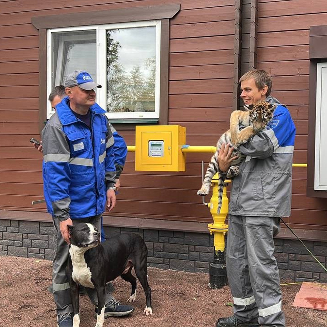В Ленинградской области газифицировали единственный в России приют для тигров.