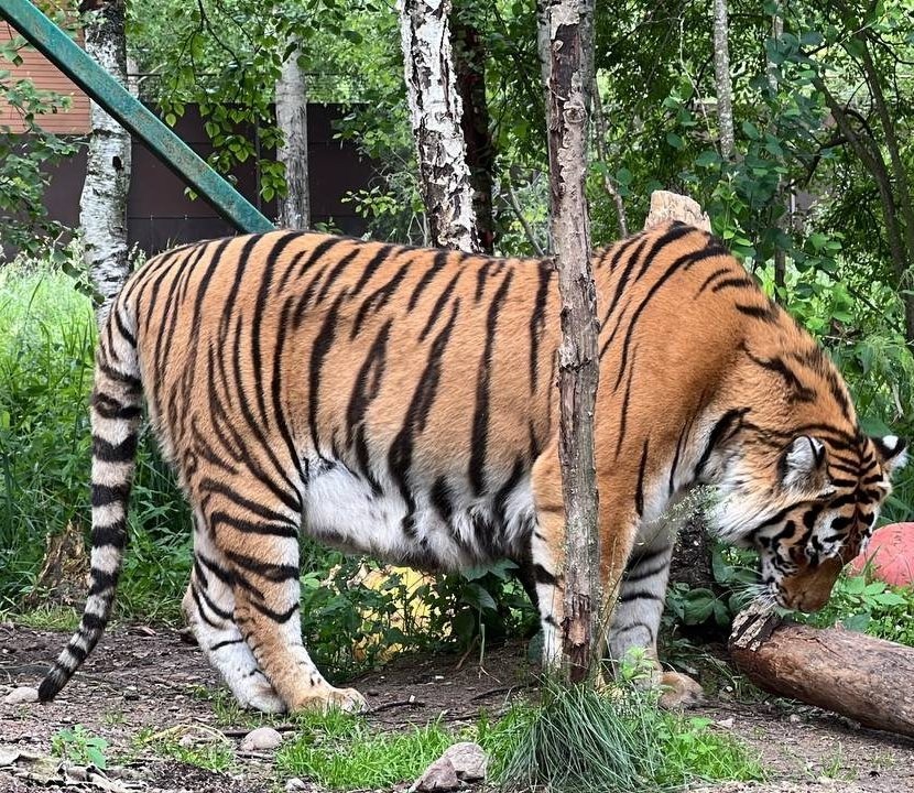 В Ленинградской области газифицировали единственный в России приют для тигров.