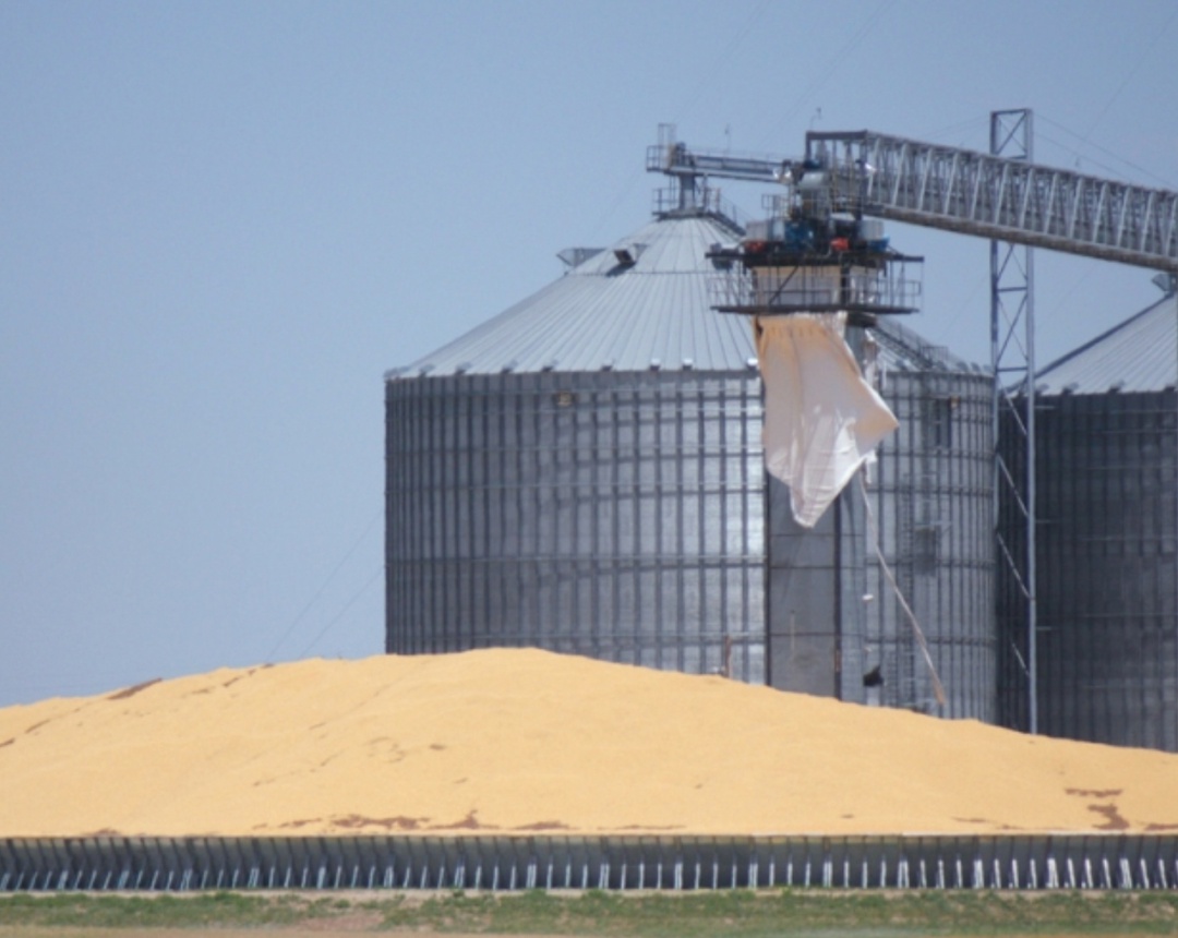 По предварительной оценке, в сезоне-2024/25 Россия поставила на экспорт около 42,2 млн т пшеницы (с учетом стран ЕАЭС) против 55,5 млн т в предыдущем сезоне,…