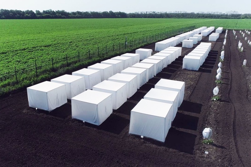 Российские ученые и аграрии смогли решить проблему замены импортных семян сахарной свеклы отечественными