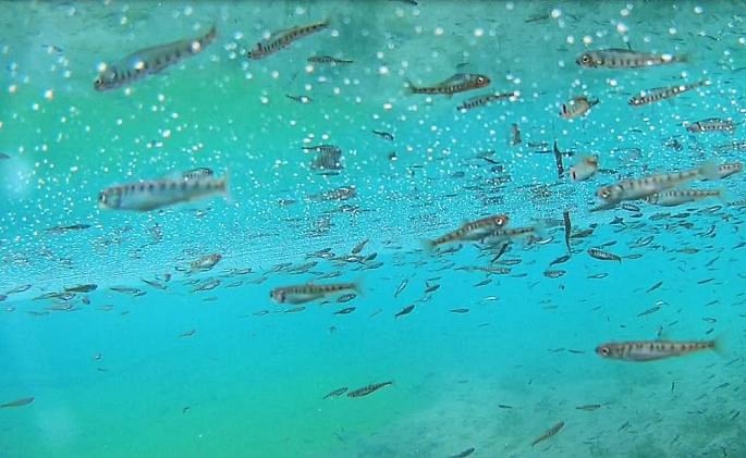 РусГидро выпустило в реки Кабардино-Балкарии миллион мальков каспийского лосося