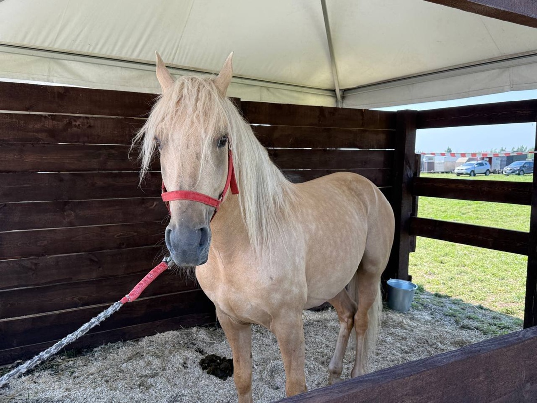 За три дня работы выставку «Агроволга 2025» посетили около 13,2 тыс. человек из 28 стран и 81 региона России. Среди гостей — аграрии, эксперты, представители…