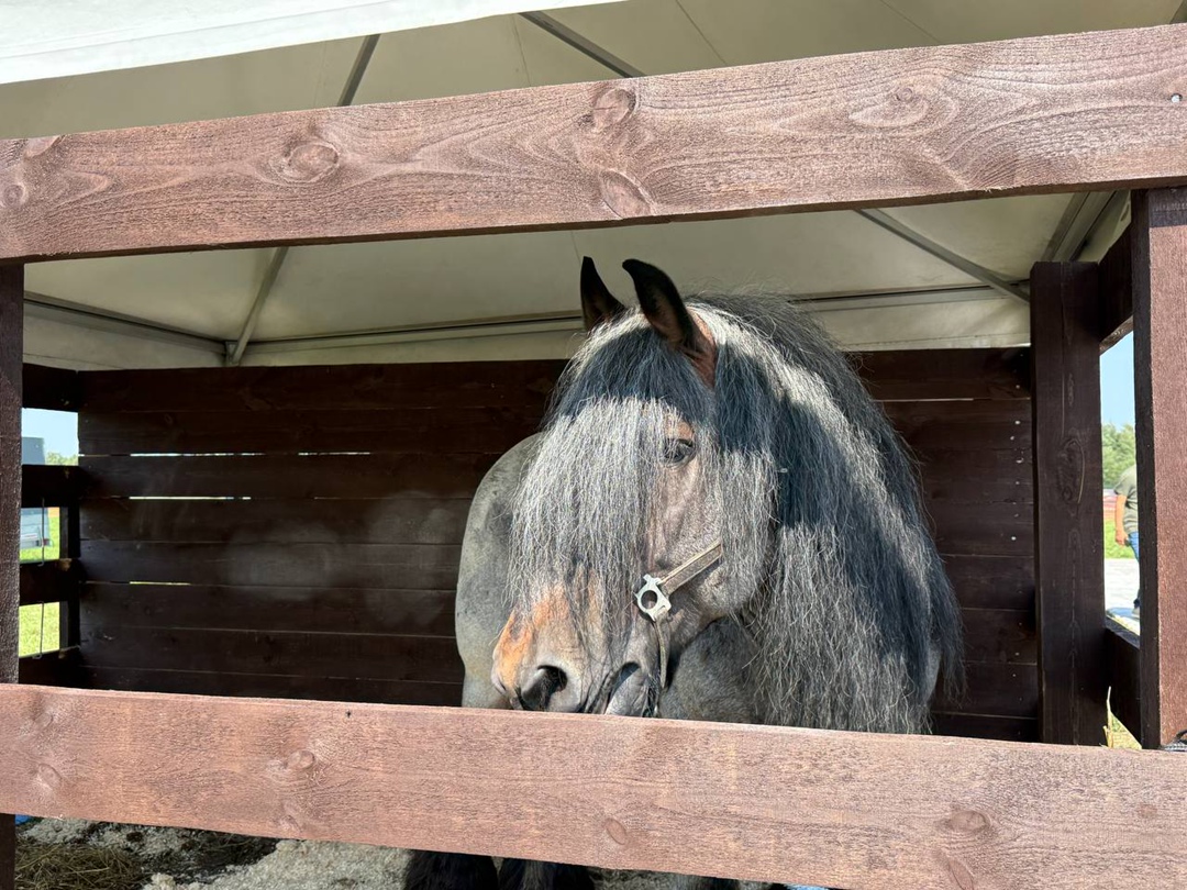 За три дня работы выставку «Агроволга 2025» посетили около 13,2 тыс. человек из 28 стран и 81 региона России. Среди гостей — аграрии, эксперты, представители…