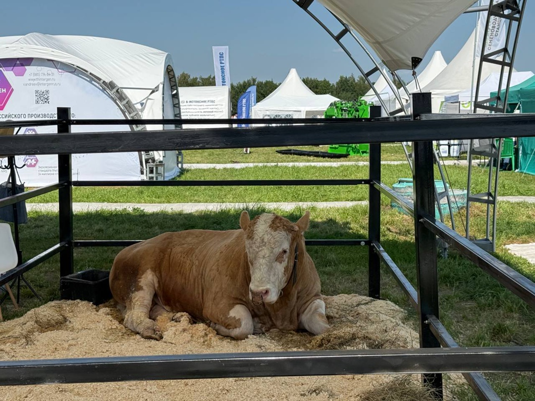 За три дня работы выставку «Агроволга 2025» посетили около 13,2 тыс. человек из 28 стран и 81 региона России. Среди гостей — аграрии, эксперты, представители…